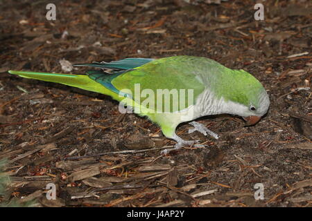 Perruche moine d'Amérique du Sud ou Quaker Parrot (Myiopsitta monachus). Banque D'Images