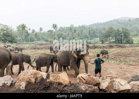 Un cornac veille sur un troupeau d'éléphants à l'Orphelinat Pinnawala Elephant au Sri Lanka. Banque D'Images