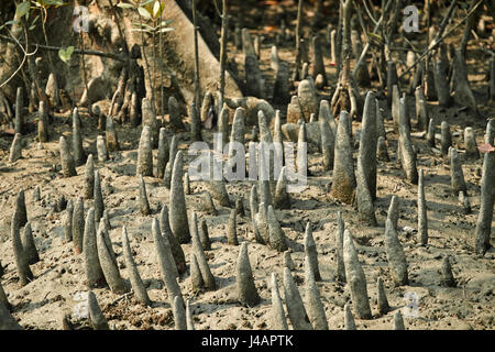 Delta Sundarbans est la plus grande forêt de mangrove, traversée par un réseau complexe de voies d'eau de marée, les vasières et les petites îles de mangroves. Banque D'Images