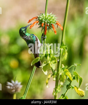 Un faucon perché sur un Sunbird Dagga sauvage dans le sud de la savane africaine Banque D'Images