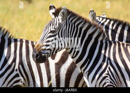 Un zèbre des plaines (Equus burchelli) dans un troupeau de la savane africaine. Le Parc National de Masai Mara, Kenya. Banque D'Images