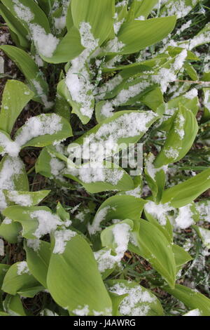 Beau jardin lumineux lis de la vallée des fleurs au printemps fleurs couvertes de neige blanche Banque D'Images