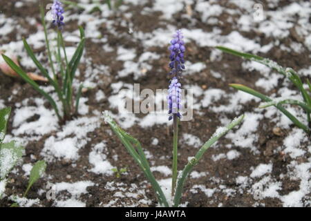 Beau jardin de fleurs bleu vif au printemps fleurs couvertes de neige blanche Banque D'Images