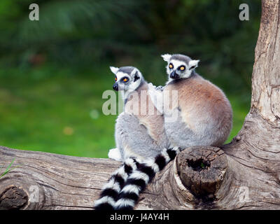 Bague deux lémuriens à queue adopté ensemble sur un arbre. De grands yeux avec des couleurs vives et classique chemise à manches longues blanc-noir. Banque D'Images