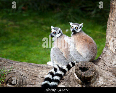 Bague deux lémuriens à queue adopté ensemble sur un arbre. De grands yeux avec des couleurs vives et classique chemise à manches longues blanc-noir. Banque D'Images