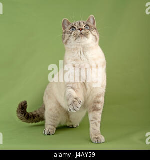 chat court britannique Banque D'Images