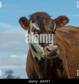 Vache dans champ avec ciel bleu Banque D'Images