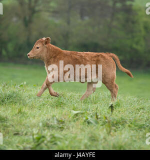 Le sud du Devon calf Banque D'Images