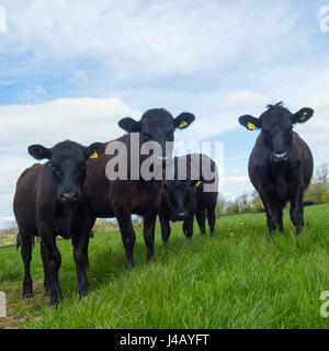Vaches dans un champ en été Banque D'Images
