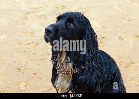 L'eau et la boue cocker travail chien domestique Banque D'Images