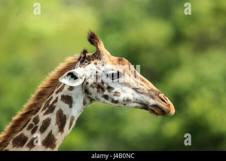 Girafe masaï jusqu'fermer Banque D'Images