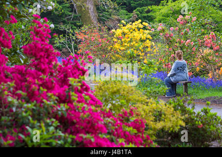 Femme était assise sur un banc en admirant les magnifiques rhododendrons et azalées à Exbury Gardens, parc national New Forest, Hampshire en mai Printemps Banque D'Images