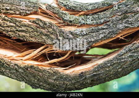 12.2005 épaisse branche d'un arbre après un ouragan, close-up Banque D'Images