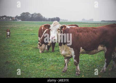 Vache Hereford à pendant que le troupeau sont mange de l'herbe Banque D'Images