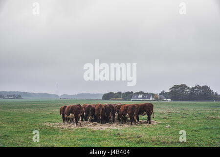 Les vaches Hereford la tenue d'une réunion sur un champ vert à l'automne Banque D'Images