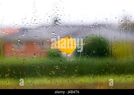 Temps d'automne avec une feuille de bouleau jaune sur une fenêtre humide après la pluie à l'automne en octobre Banque D'Images