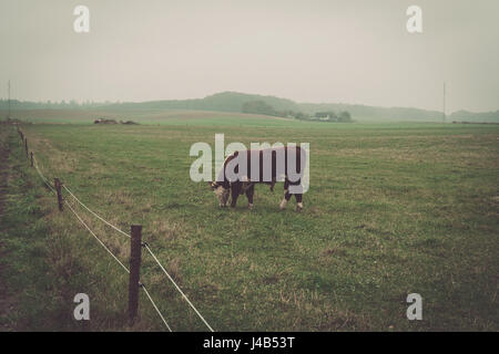 Vache Hereford dans une campagne en automne paysage brumeux Banque D'Images