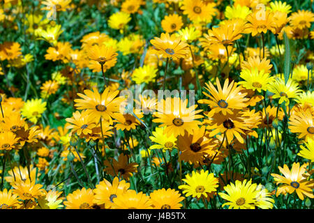 Une photographie de fleurs sauvages au printemps. Les couleurs sont principalement orange et jaune avec une touche de vert. Très bight et dynamique. Spécial Printemps à son meilleur. Banque D'Images