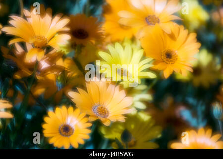 Une photographie de fleurs sauvages au printemps. Les couleurs sont principalement orange et jaune avec une touche de vert. Très bight et dynamique. Spécial Printemps à son meilleur. Banque D'Images