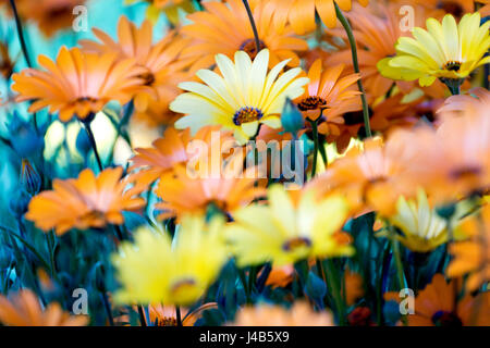 Une photographie de fleurs sauvages au printemps. Les couleurs sont principalement orange et jaune avec une touche de vert. Très bight et dynamique. Spécial Printemps à son meilleur. Banque D'Images