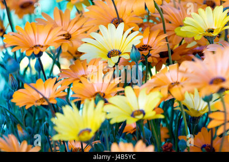 Une photographie de fleurs sauvages au printemps. Les couleurs sont principalement orange et jaune avec une touche de vert. Très bight et dynamique. Spécial Printemps à son meilleur. Banque D'Images