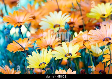 Une photographie de fleurs sauvages au printemps. Les couleurs sont principalement orange et jaune avec une touche de vert. Très bight et dynamique. Spécial Printemps à son meilleur. Banque D'Images