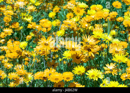 Une photographie de fleurs sauvages au printemps. Les couleurs sont principalement orange et jaune avec une touche de vert. Très bight et dynamique. Spécial Printemps à son meilleur. Banque D'Images