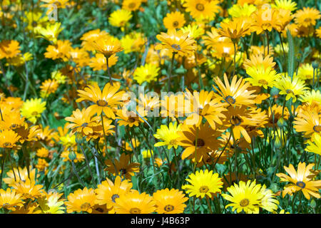 Une photographie de fleurs sauvages au printemps. Les couleurs sont principalement orange et jaune avec une touche de vert. Très bight et dynamique. Spécial Printemps à son meilleur. Banque D'Images