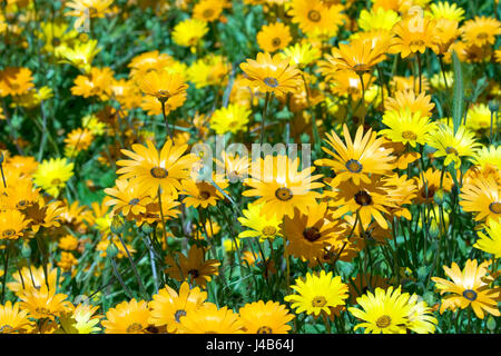 Une photographie de fleurs sauvages au printemps. Les couleurs sont principalement orange et jaune avec une touche de vert. Très bight et dynamique. Spécial Printemps à son meilleur. Banque D'Images