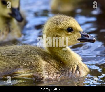 Gosling bernache du Canada (Branta canadensis) ou chick sur une journée de printemps chaud et ensoleillé. Banque D'Images