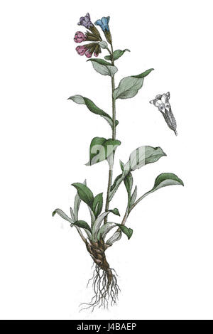 Pulmonaria officinalis, communément appelé lungwort, est une espèce de plante à fleurs trouvée dans les régions tempérées. Il est connu pour ses propriétés médicinales, en particulier pour la santé respiratoire et ses feuilles tachetées distinctives. Banque D'Images