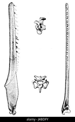 L'illustration de *Ichthyornis dispar*, présentée dans le 10e volume du Popular Science Monthly (PSM), représente cette espèce d'oiseau éteinte du Crétacé. Connu pour ses caractéristiques squelettiques distinctives, *Ichthyornis* est important pour comprendre l'évolution des oiseaux modernes. Banque D'Images