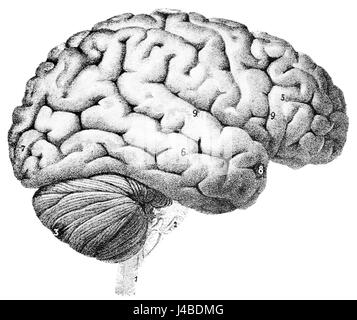 Cette illustration de PSM (Popular Science Monthly) représente la surface externe du cerveau humain. Il met en évidence le cortex cérébral, la couche la plus externe impliquée dans diverses fonctions cognitives. Banque D'Images