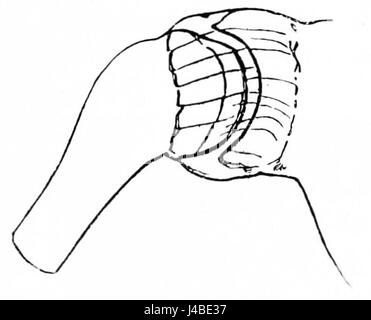 Le diagramme de PSM V42 D776 illustre l'articulation de l'épaule humaine, montrant sa structure anatomique. Il met en évidence les parties clés de l'épaule, y compris les os, les ligaments et les muscles. Banque D'Images