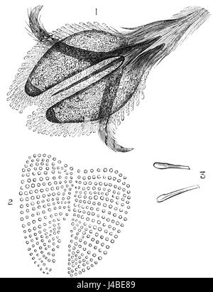 *PSM V25 D078* est une image de *Popular Science Monthly*, représentant une vue détaillée de la partie inférieure du pied d'une mouche, mettant en valeur l'anatomie complexe de l'insecte. Banque D'Images
