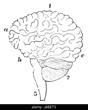 'PSM V07 D066' est une illustration scientifique détaillée du cerveau humain, présentée dans le 'Popular Science Monthly'. L'image représente la structure et la fonction du cerveau d'une manière claire et éducative. Banque D'Images