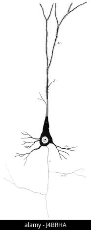 Ce titre fait référence à l'importance des cellules cérébrales comme unité fondamentale dans la structure anatomique et physiologique du cerveau, vitale pour le fonctionnement du cerveau et la santé globale. Banque D'Images