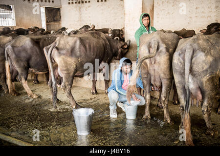 Jeune homme micro en une branche de buffle d'Asie (Bubalus bubalis) à un établissement d'engraissement dans la province du Punjab, en Inde. Banque D'Images