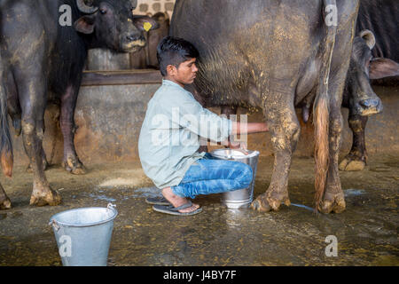 Jeune homme micro en une branche de buffle d'Asie (Bubalus bubalis) à un établissement d'engraissement dans la province du Punjab, en Inde. Banque D'Images