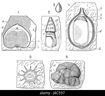 Ce spécimen présente des graines fossilisées, identifiées dans PSM V20 D801. Les graines fossiles donnent un aperçu de la vie végétale antique et des environnements préhistoriques de la Terre, offrant des données précieuses pour les études de paléobotanie. Banque D'Images