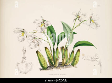 Cette entrée fait référence à une illustration de Rhynchostele rossii, anciennement connu sous le nom d'Odontoglossum warnerianum. La figure est tirée de la *monographie de Batemanâ€™s de l'Odontoglossum* et représente l'espèce d'orchidée dans sa forme botanique détaillée. Banque D'Images