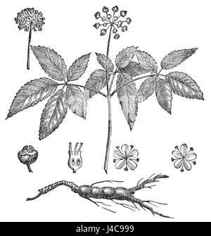 Cette image de Popular Science Monthly présente un regard détaillé sur le ginseng, explorant ses propriétés médicinales et son importance dans les pratiques historiques et contemporaines de phytothérapie. Banque D'Images