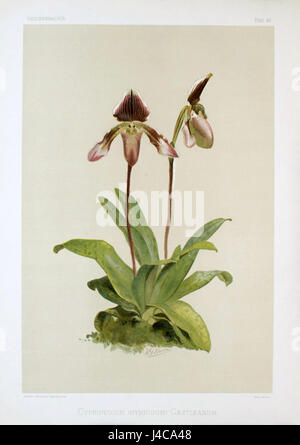 'Reichenbachia second Series Vol. 1 (TAB. 45)' fait référence à une publication scientifique axée sur la flore de l'Asie du Sud-est, présentant des illustrations botaniques détaillées des espèces végétales de la région. Banque D'Images