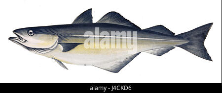 Pollachius virens, communément appelé le poisson noir ou lieu noir, est une espèce de poisson que l'on trouve dans l'Atlantique Nord. Cette espèce est importante pour la pêche commerciale et est connue pour sa chair sombre et ferme. Banque D'Images