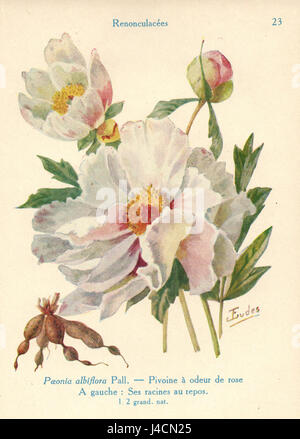 Pivoine albiflora est une espèce de pivoine, probablement cataloguée par J. Eudes. Le titre fait référence à une entrée botanique spécifique ou à une description de cette fleur. Banque D'Images