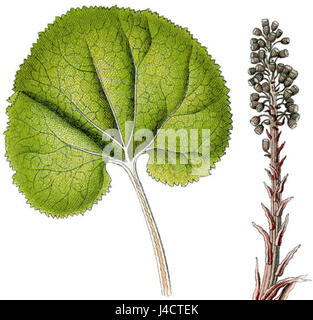 Petasites hybridus Sturm53 fragment nettoyé Banque D'Images