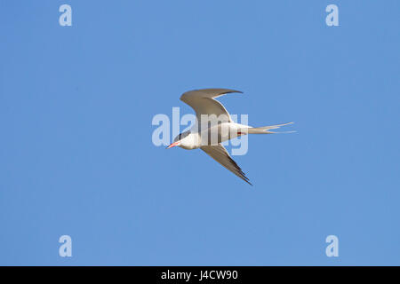 La Sterne pierregarin Sterna hirondo Pêche à la réserve RSPB Titchwell Norfolk Banque D'Images