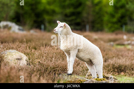 Petit agneau de printemps à la recherche sur le terrain, tout debout avec les pieds antérieurs sur petit rocher. Heather et forêt en arrière-plan. Banque D'Images