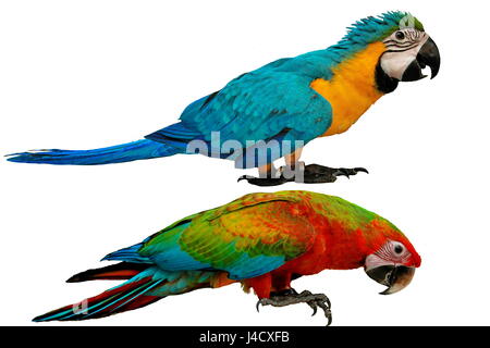 Les perroquets colorés comme mâle bleu et jaune perroquet ara rouge et bleu avec macaw parrot isolé sur fond blanc. Banque D'Images