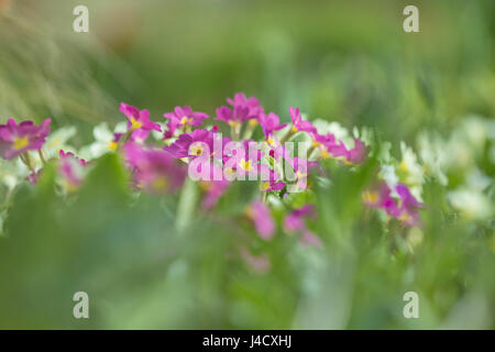 Mauve et blanc Primroses mélangés dans une fleur frontière. Banque D'Images